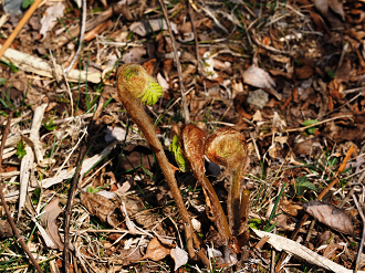 P4166437_thumb.png