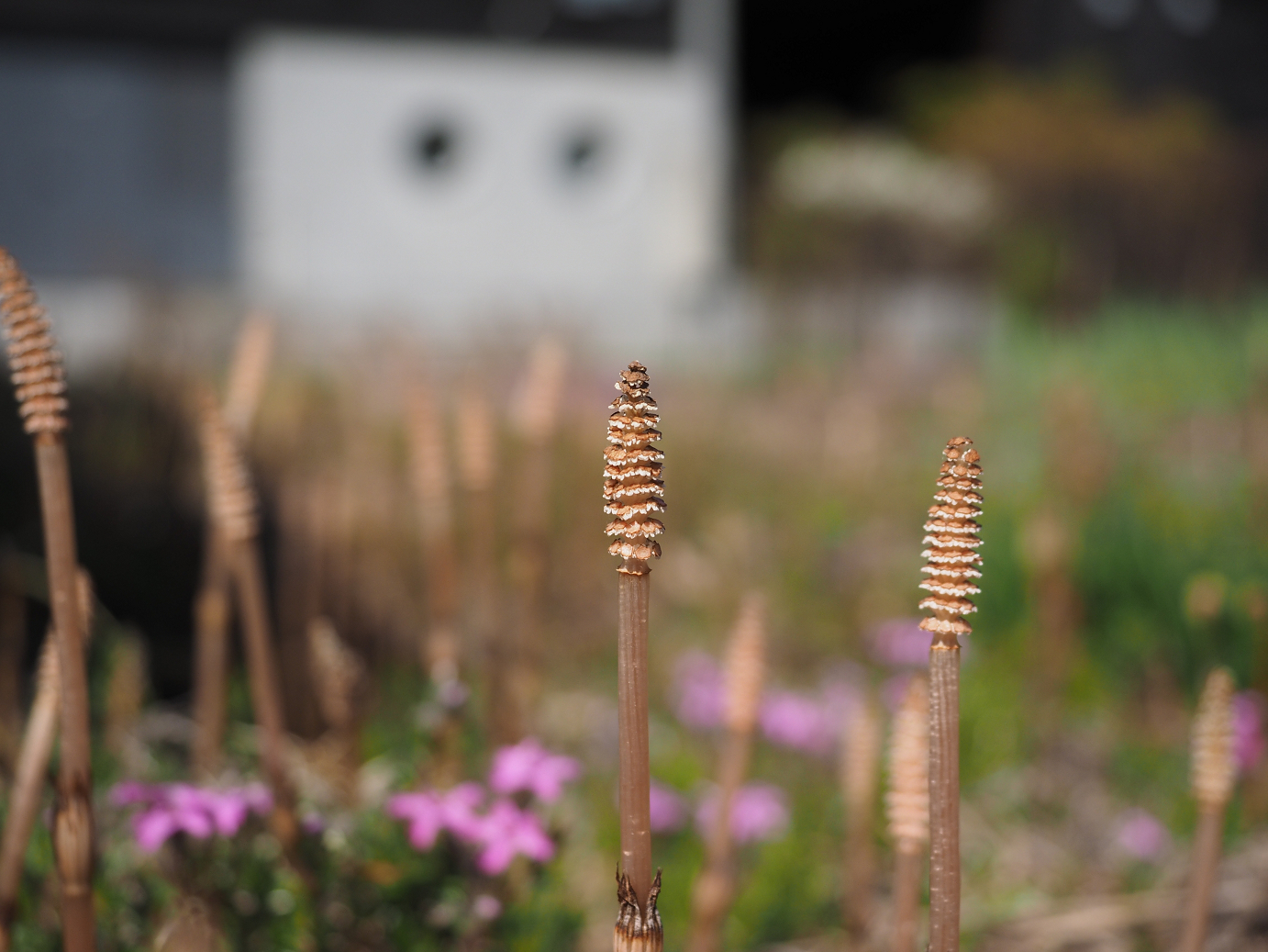 P4236544.jpg