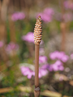 P4236547_thumb.png