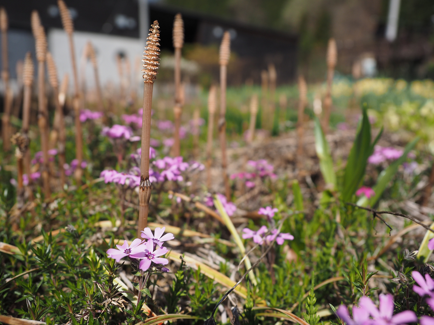 P4236548.jpg