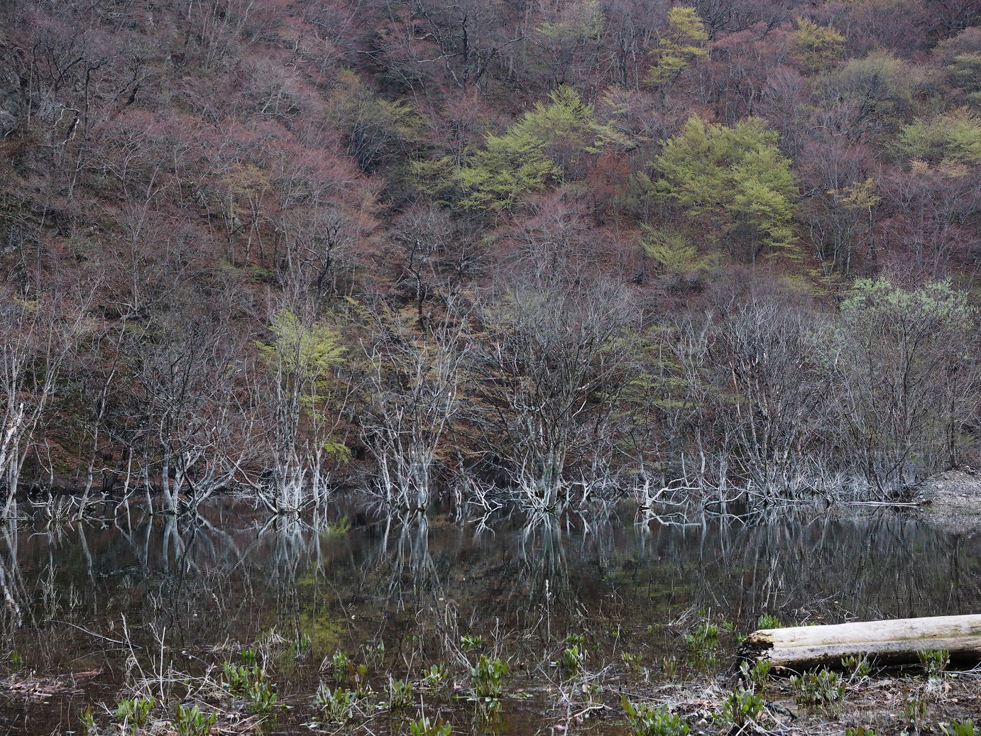 P4246938.jpg
