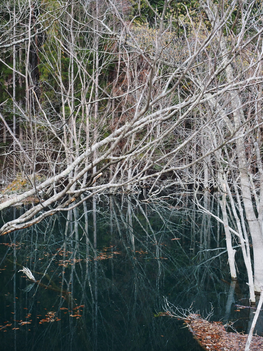 P4246966.jpg