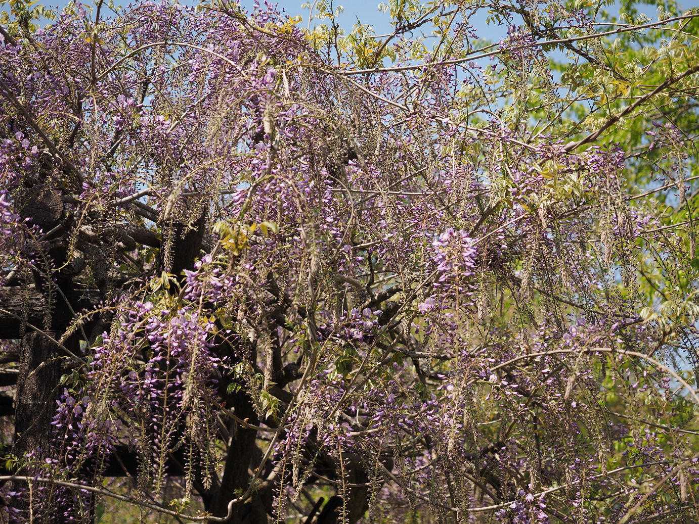 P4267446.jpg