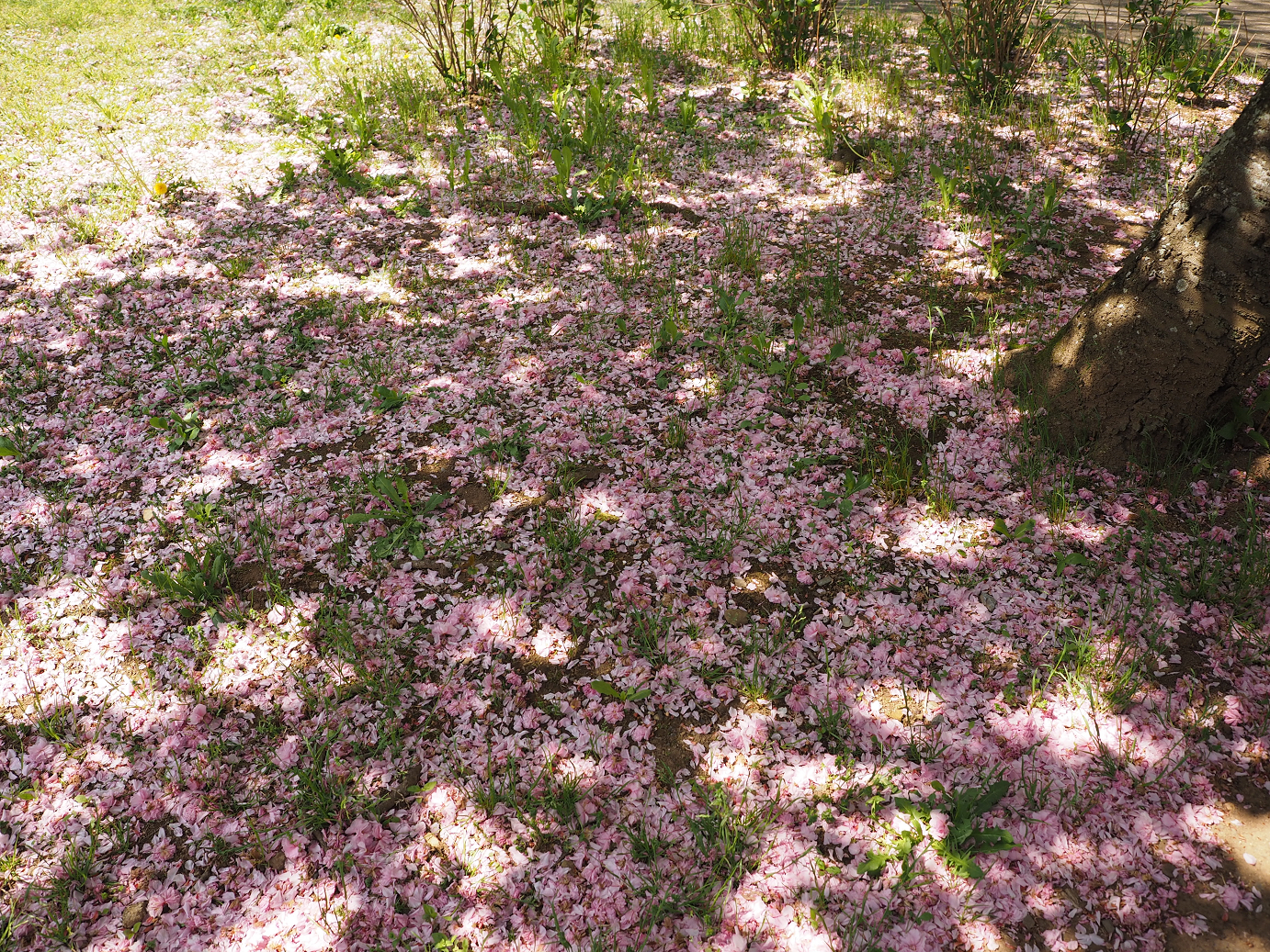 P4267458.jpg