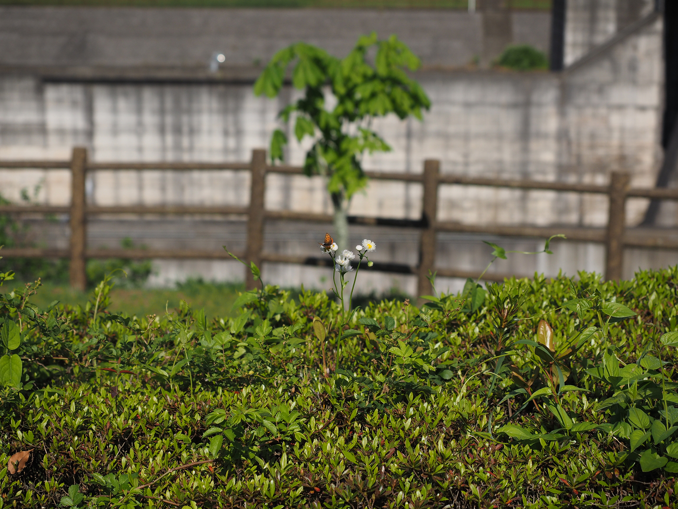P5058564.jpg