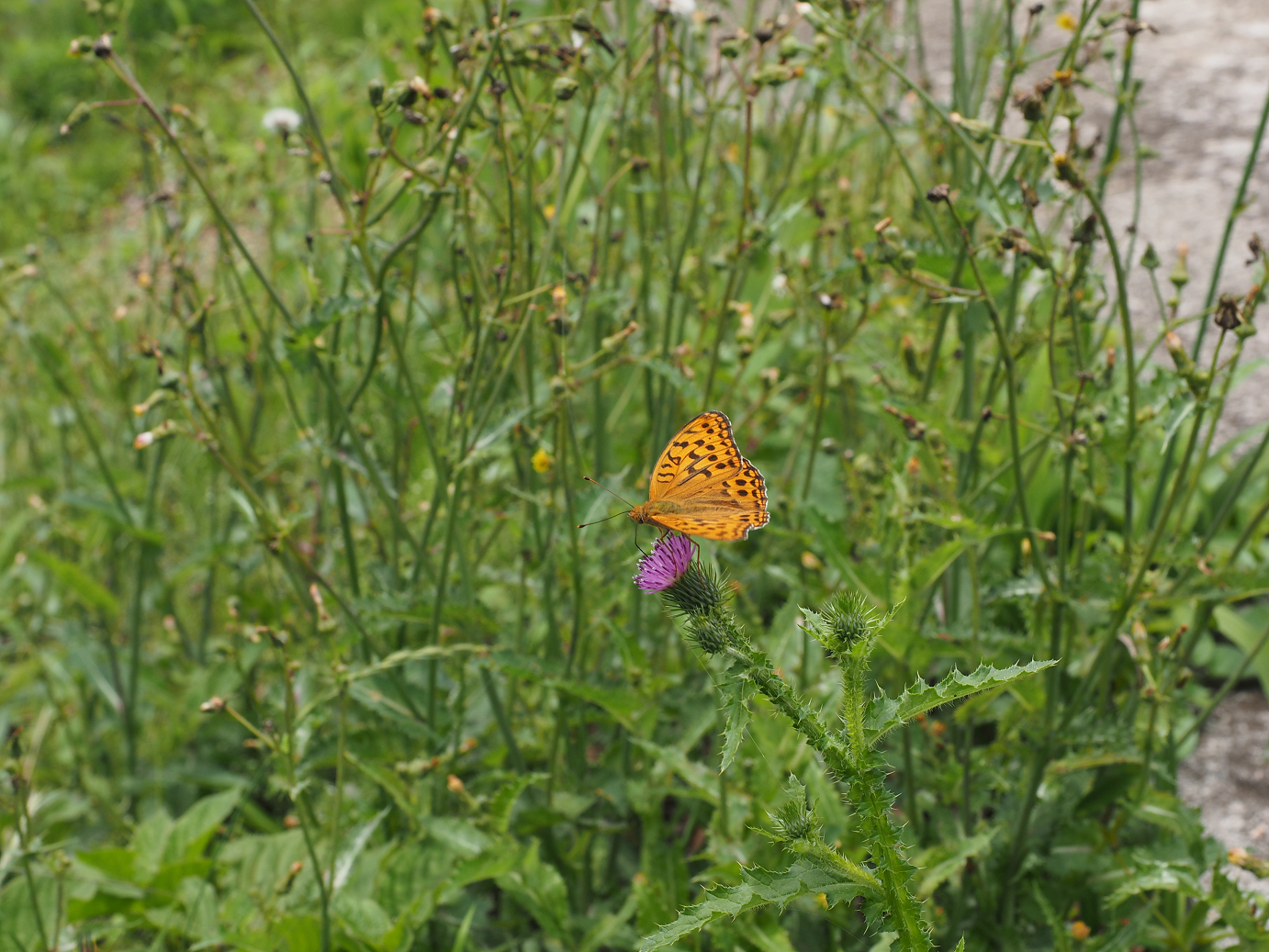 P6271922.jpg