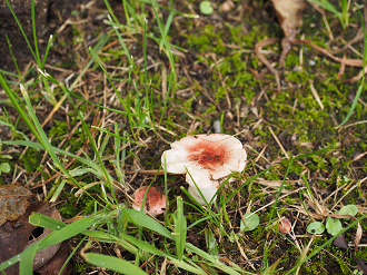 P9190324_thumb.png