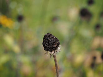 P9211704_thumb.png