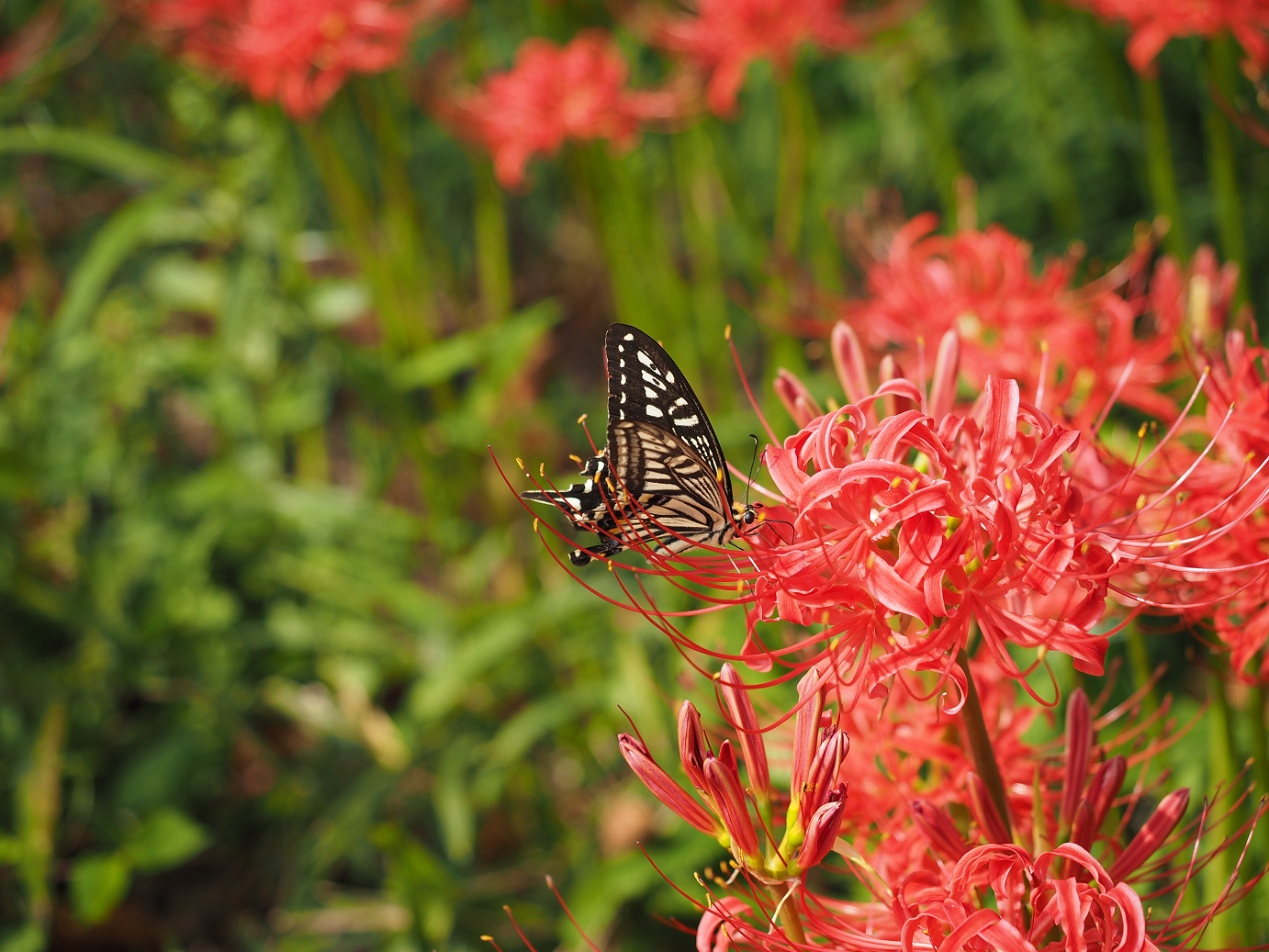 P9232014.jpg