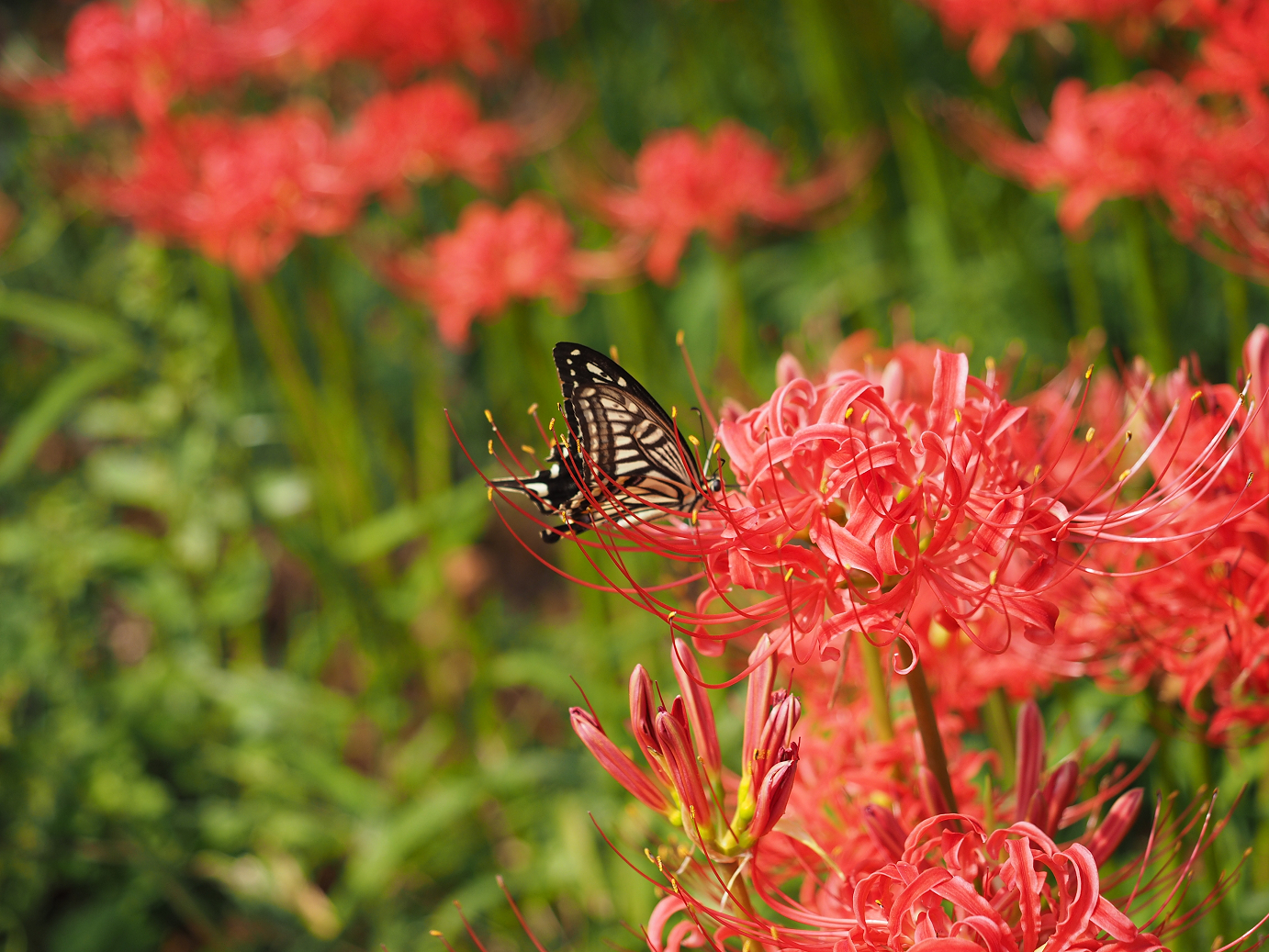 P9232015.jpg