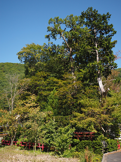 PA030231_thumb.png