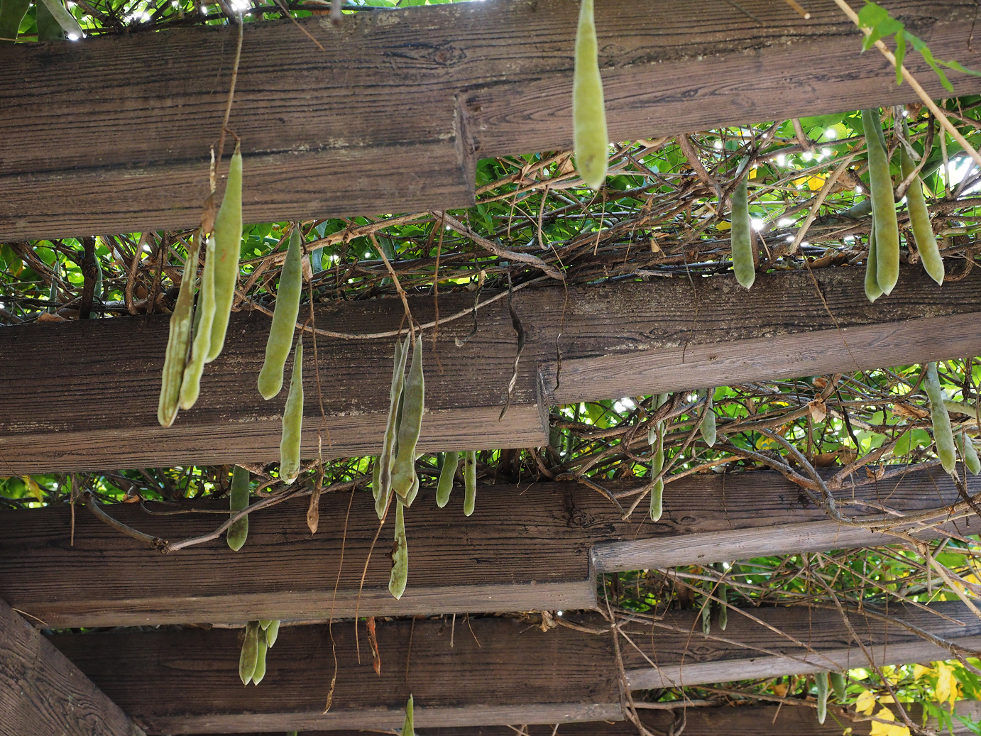 PA030447.jpg