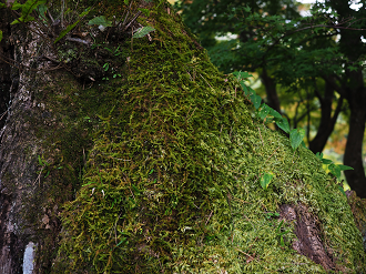 PA030452_thumb.png
