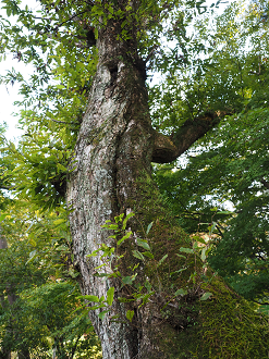 PA030453_thumb.png