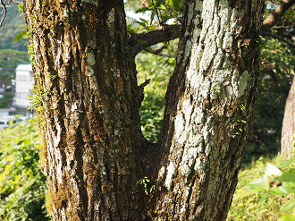 PA030475_thumb.png