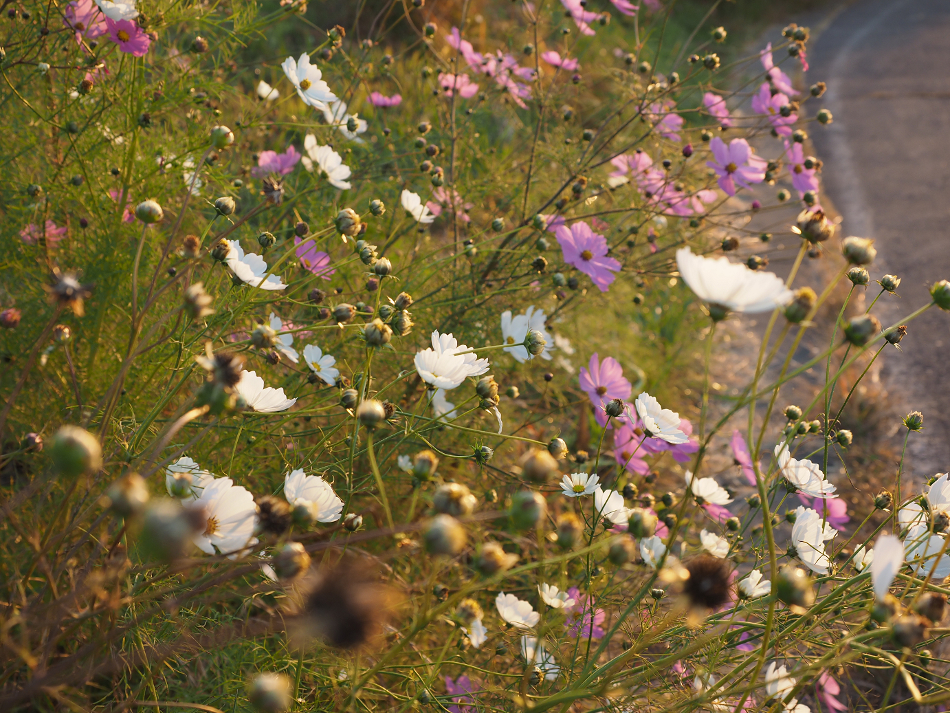 PA100083.jpg