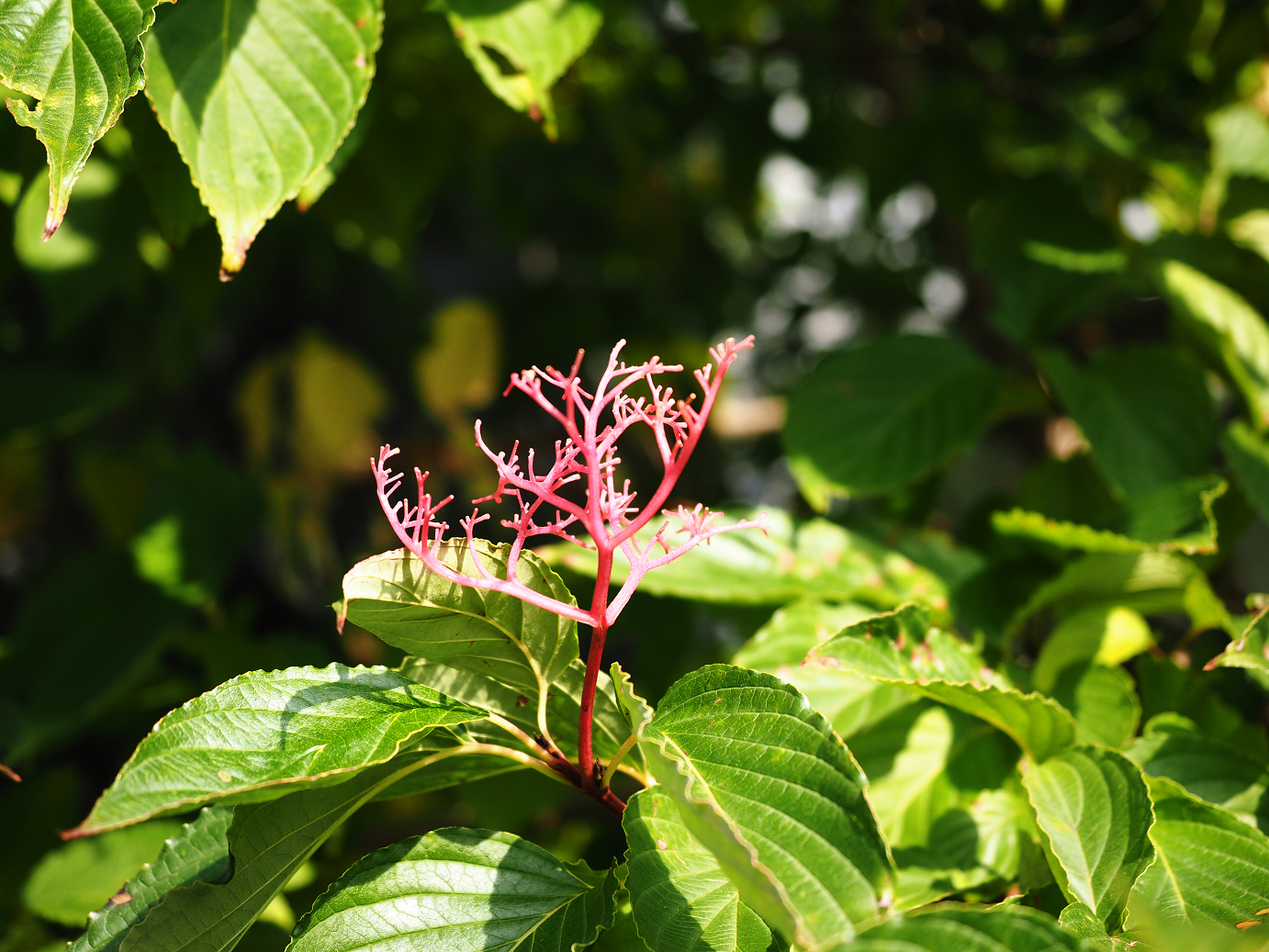 PA100236.jpg