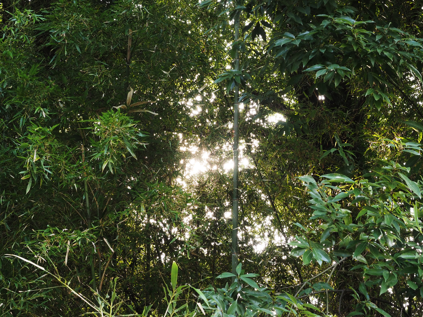 PA100255.jpg