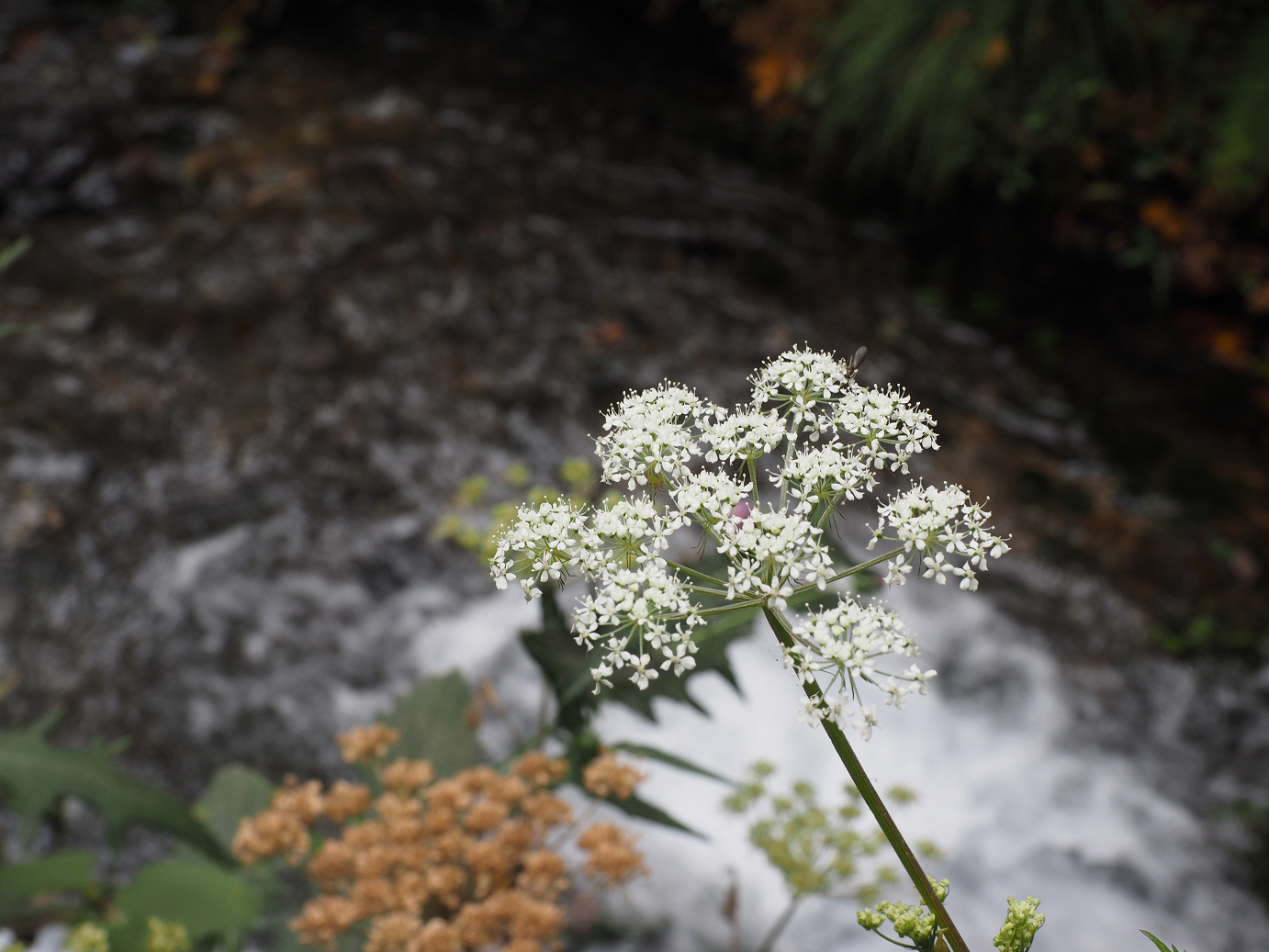 PA100525.jpg