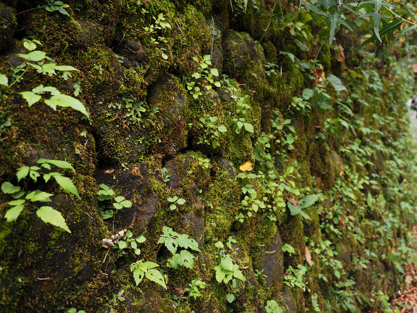 PA100529.jpg