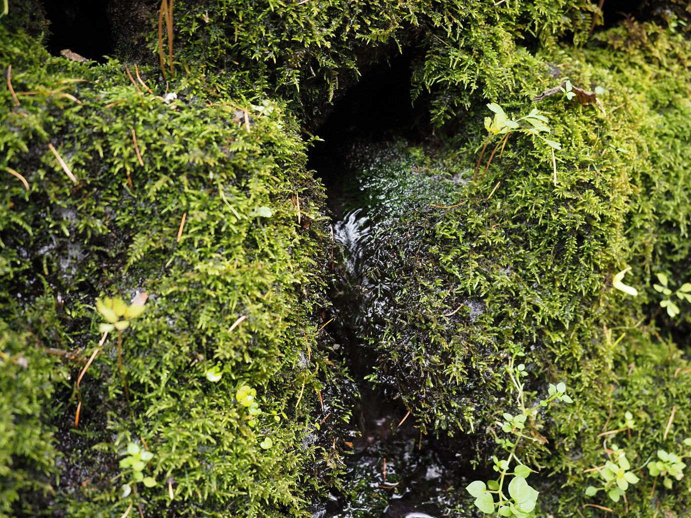 PA100533.jpg