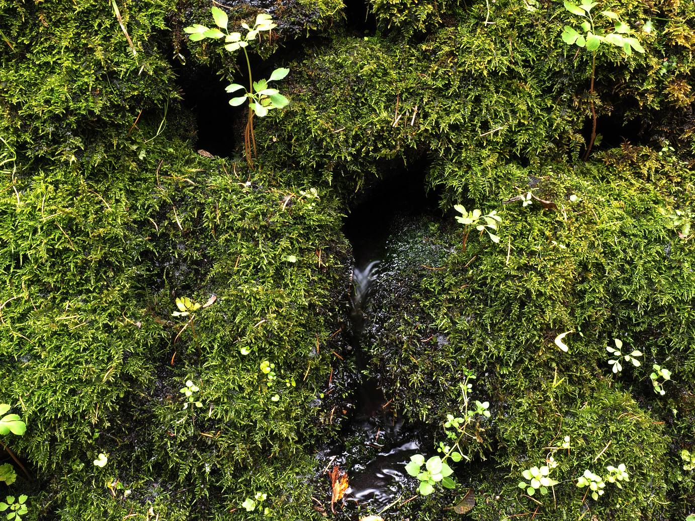PA100535.jpg