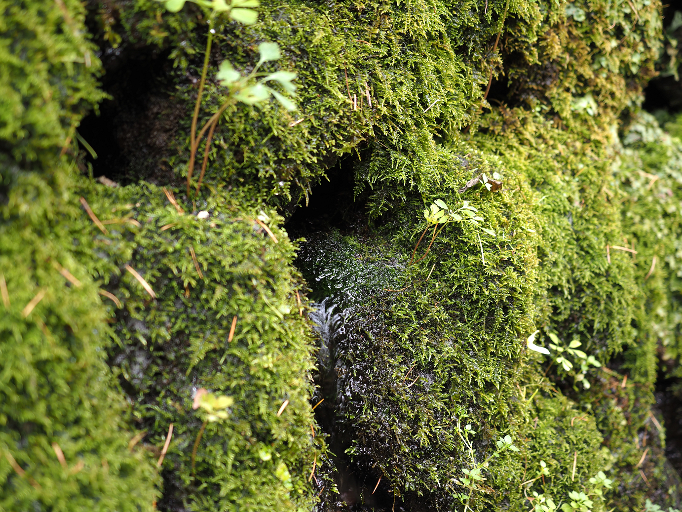 PA100538.jpg