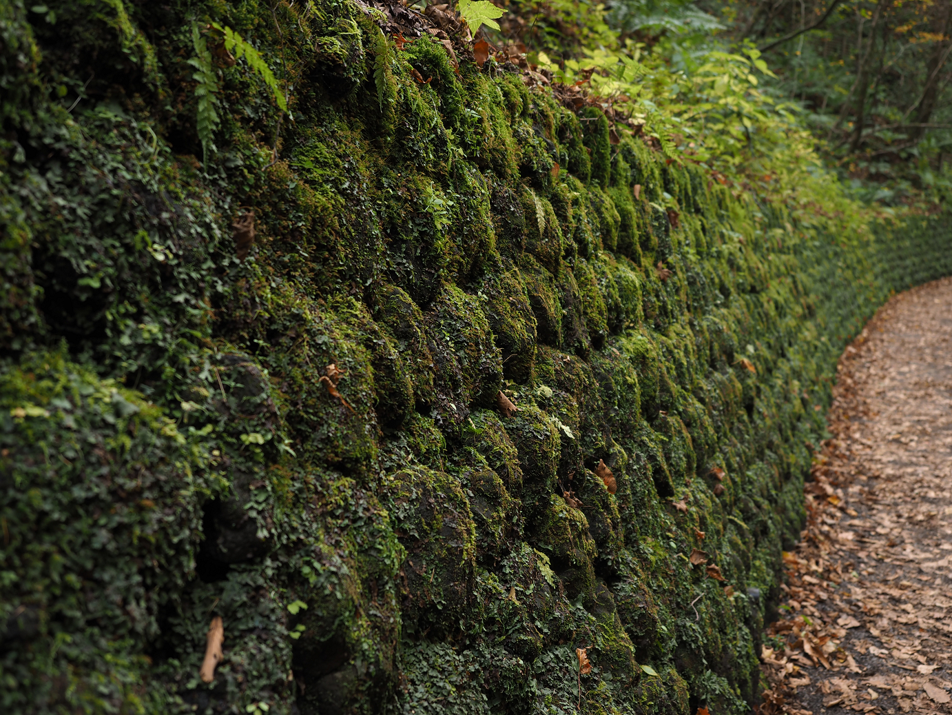 PA100540.jpg