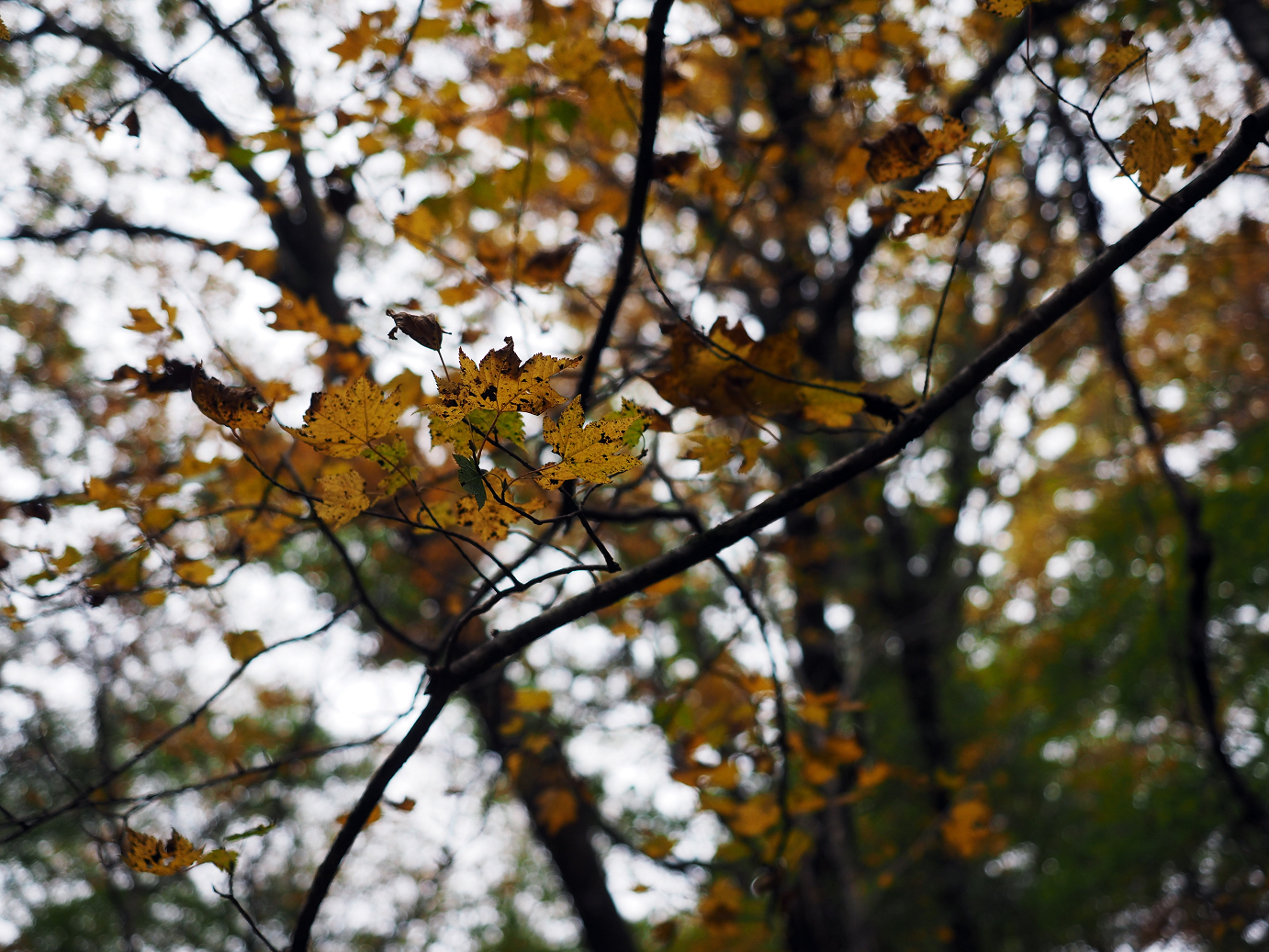 PA100608.jpg