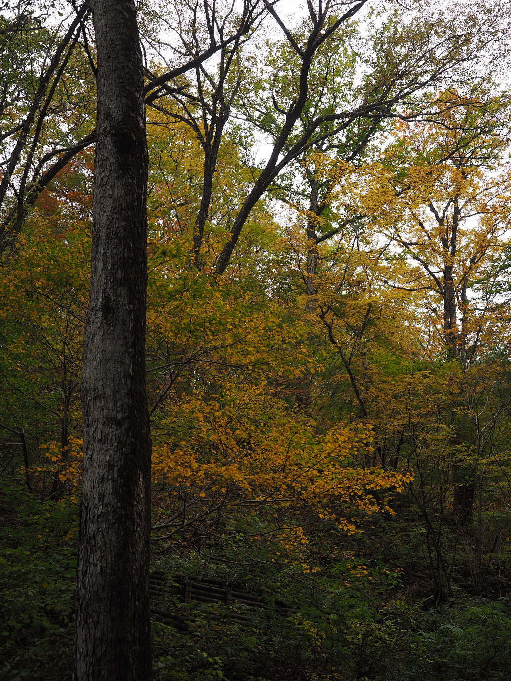PA100612.jpg
