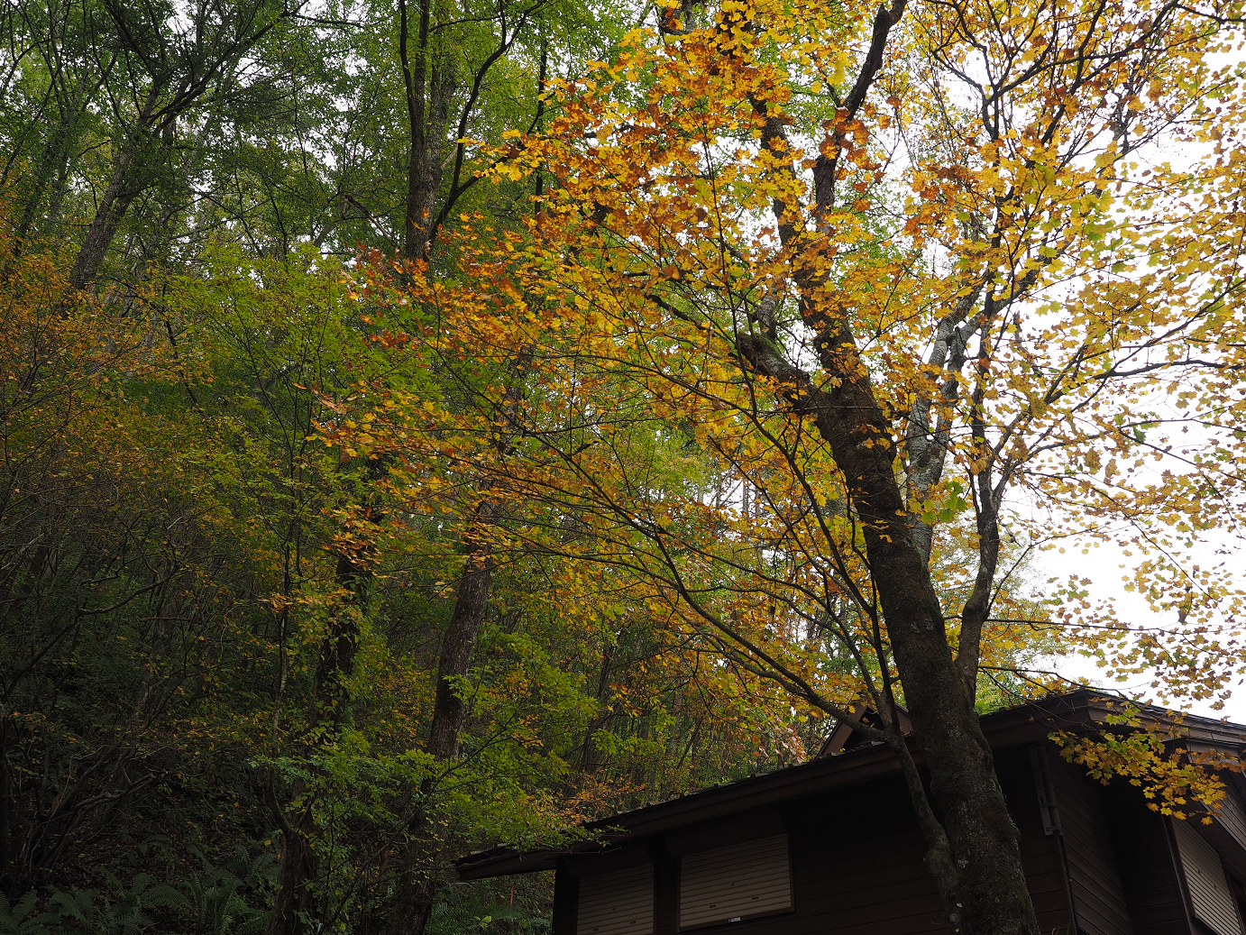PA100635.jpg