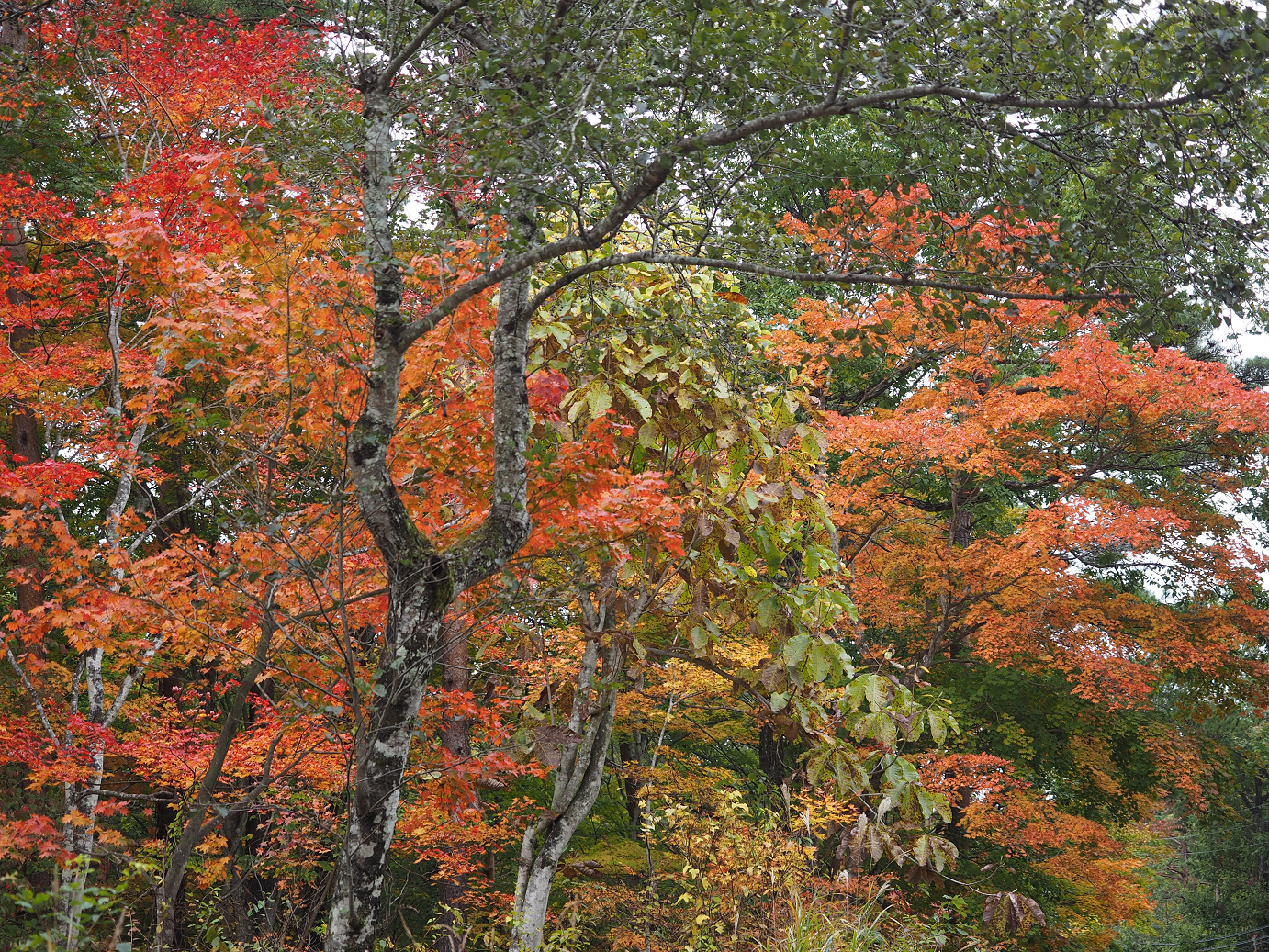 PA100656.jpg
