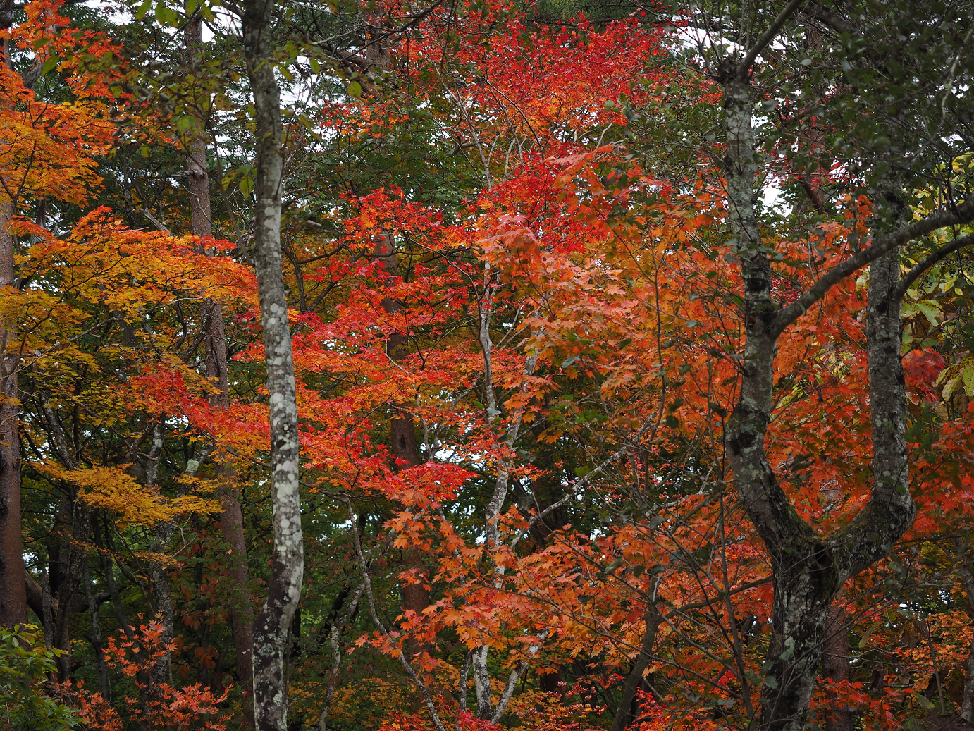 PA100657.jpg