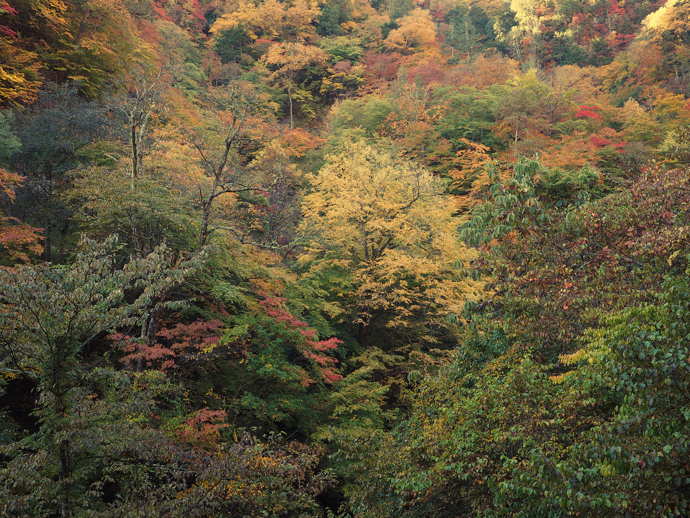 PA180206.jpg