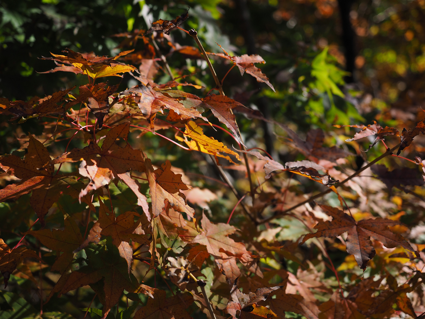 PA180223.jpg