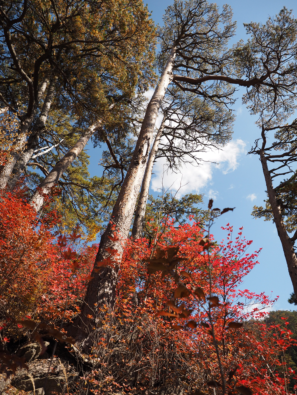 PA180499.jpg