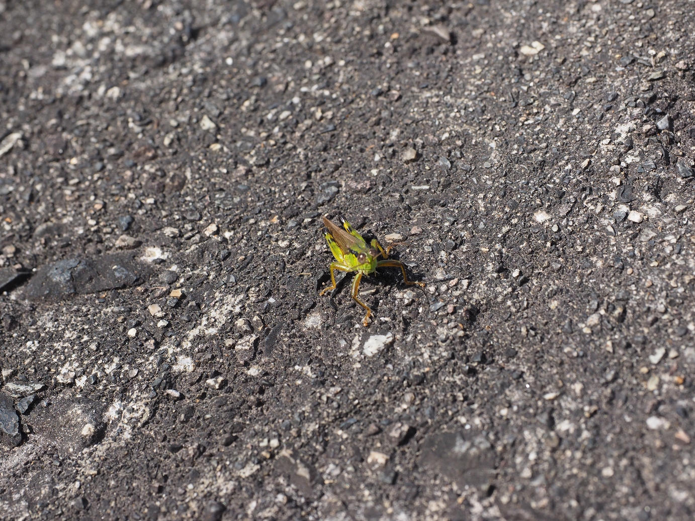 PA180630.jpg