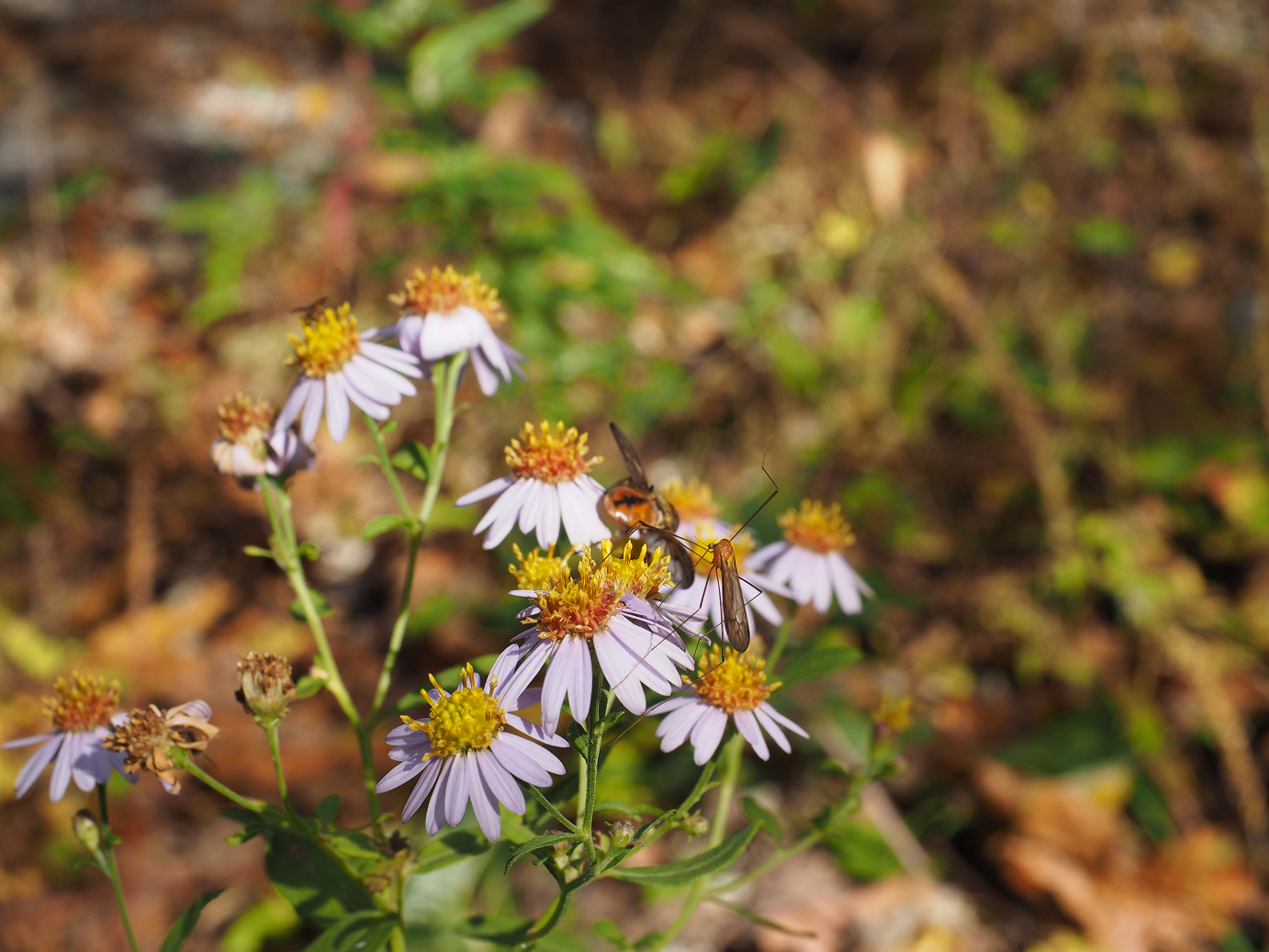 PA180677.jpg