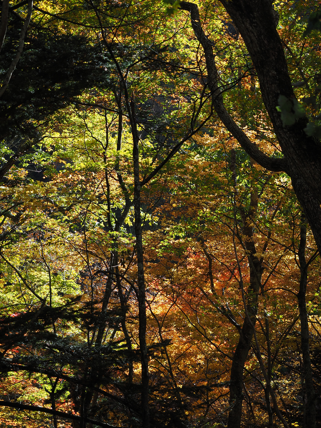 PA180699.jpg