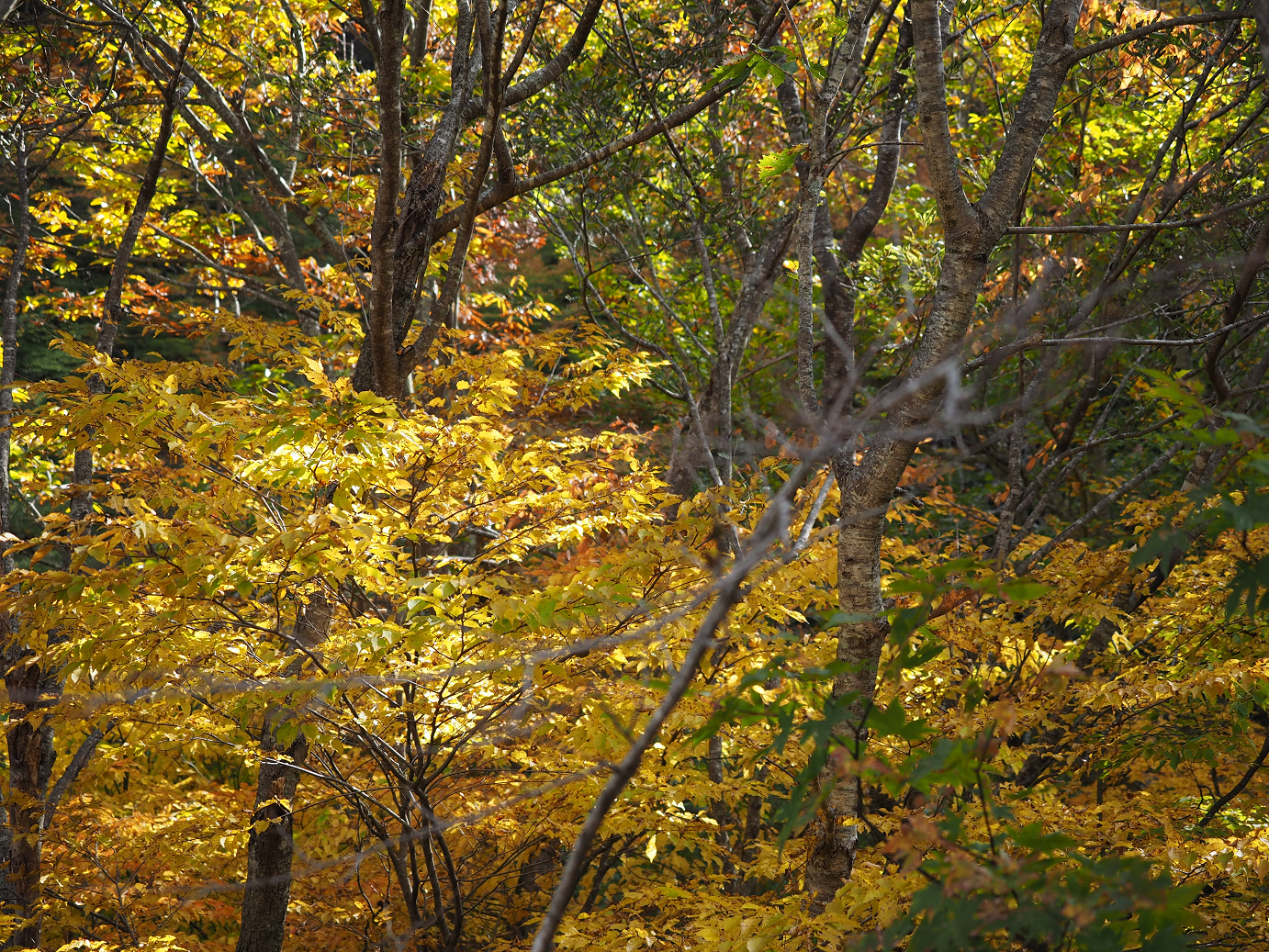 PA180734.jpg