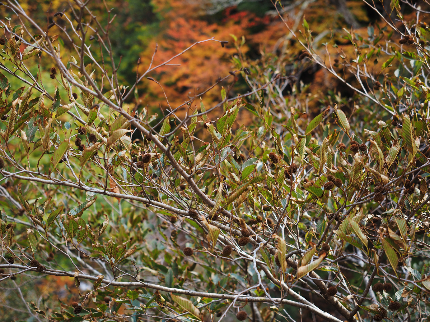 PA180755.jpg