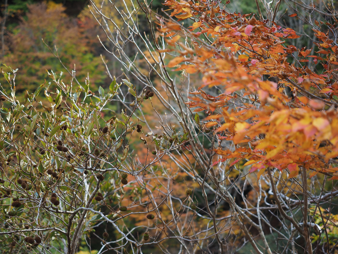 PA180757.jpg