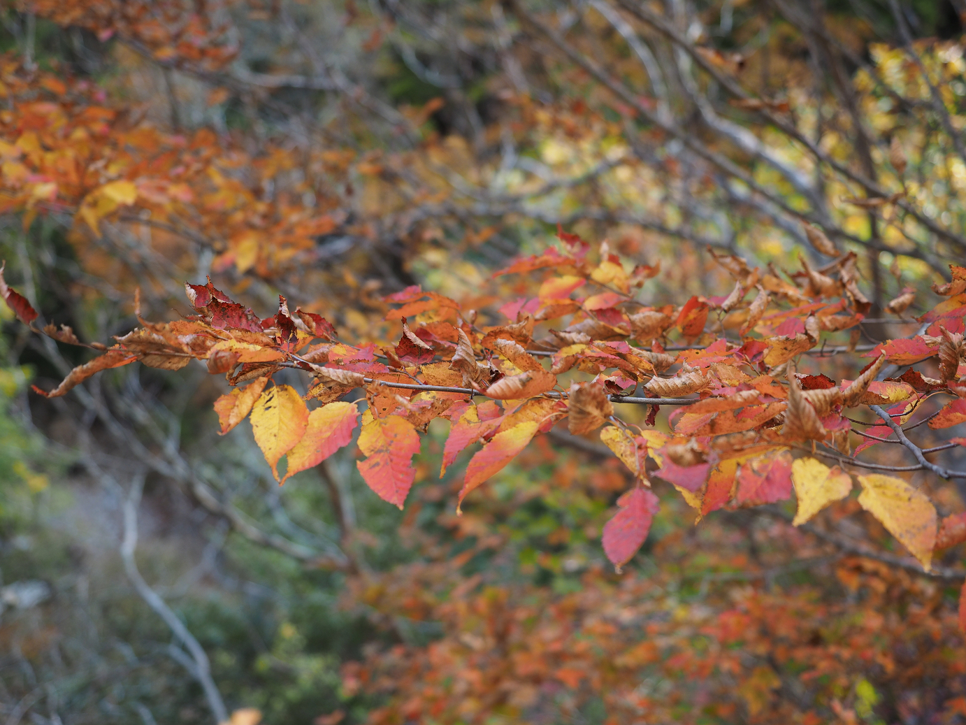 PA180758.jpg