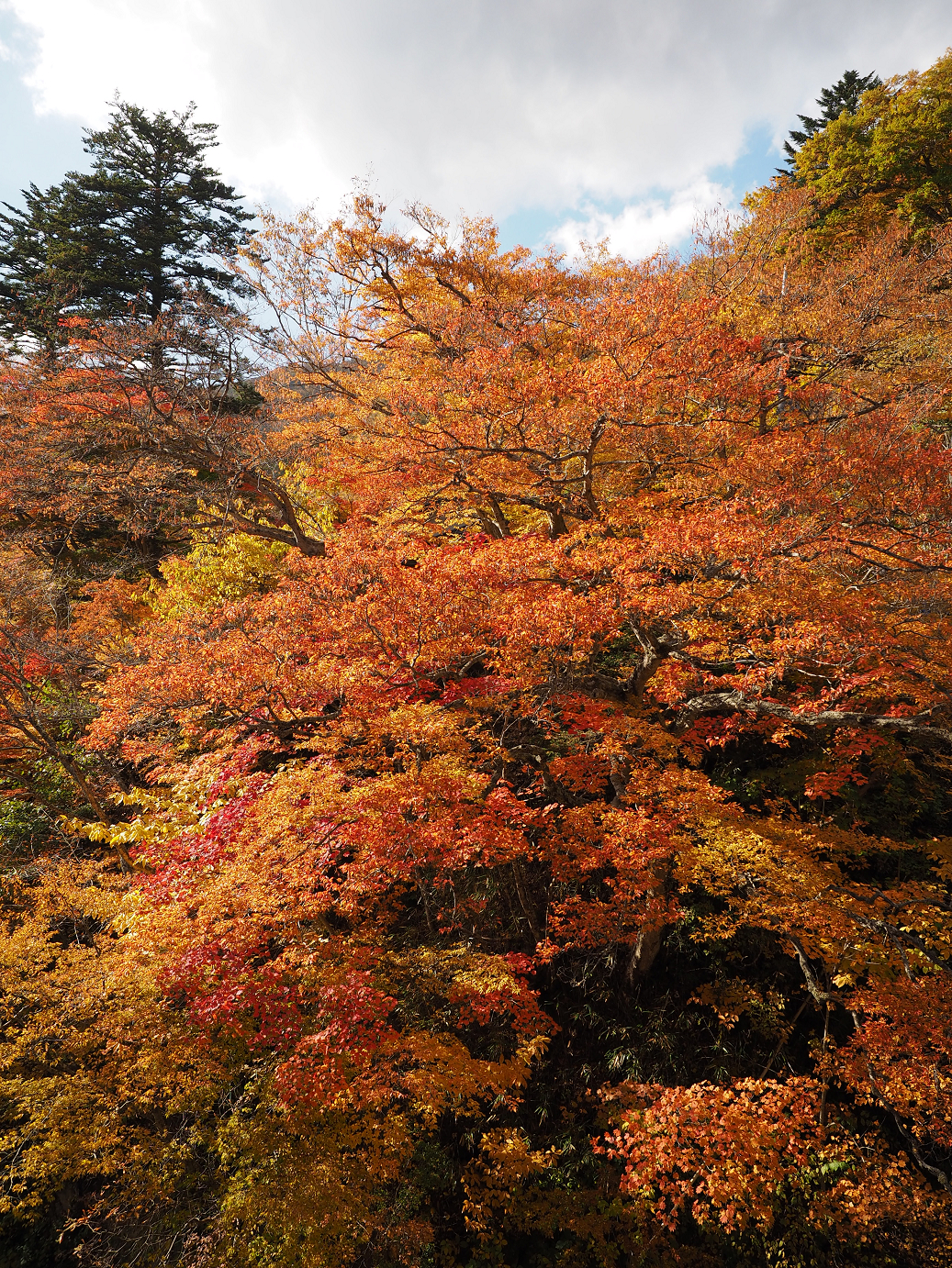 PA180783.jpg