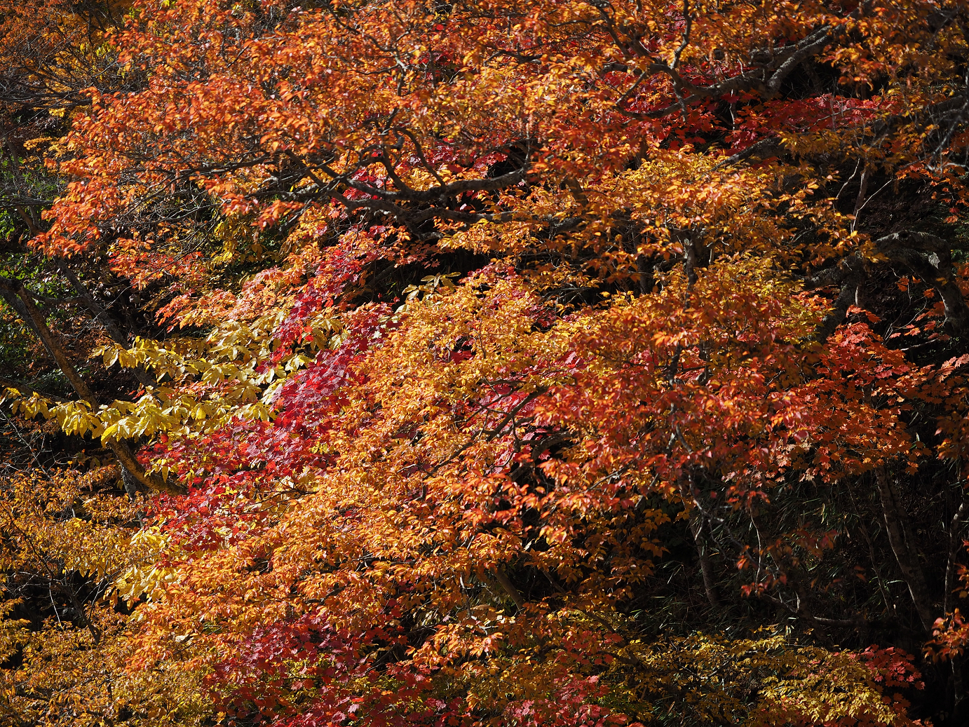 PA180785.jpg
