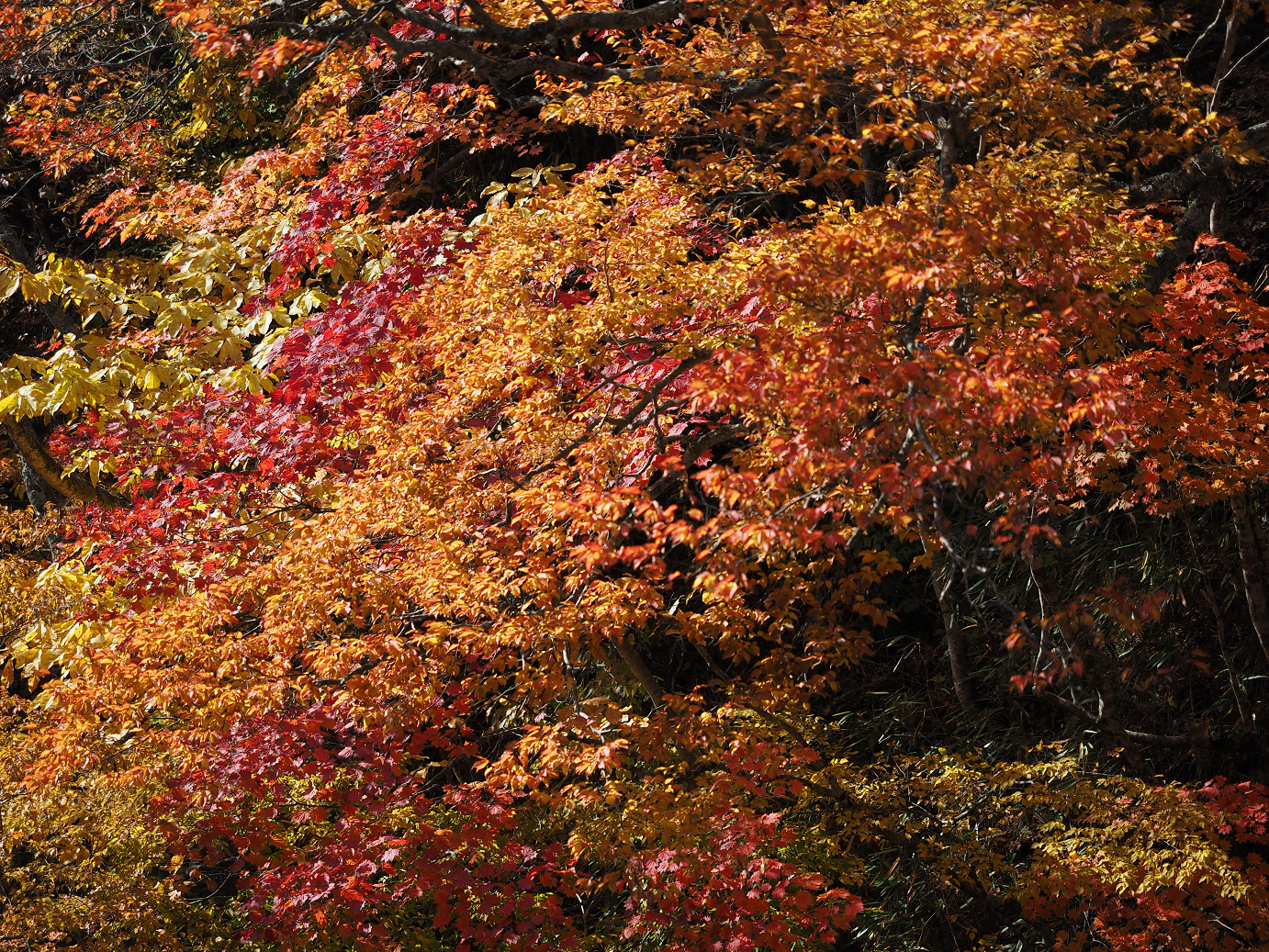 PA180786.jpg