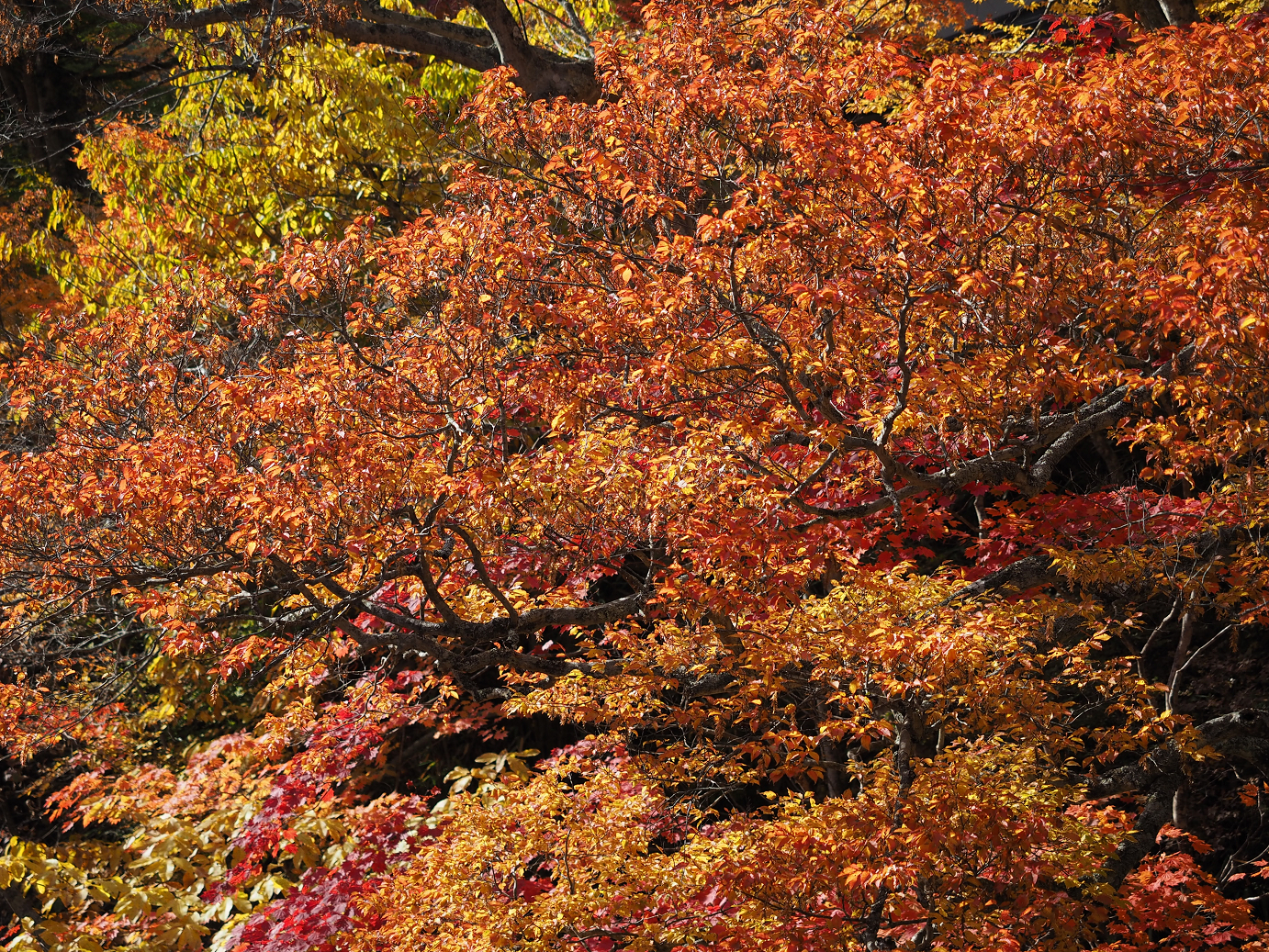 PA180787.jpg