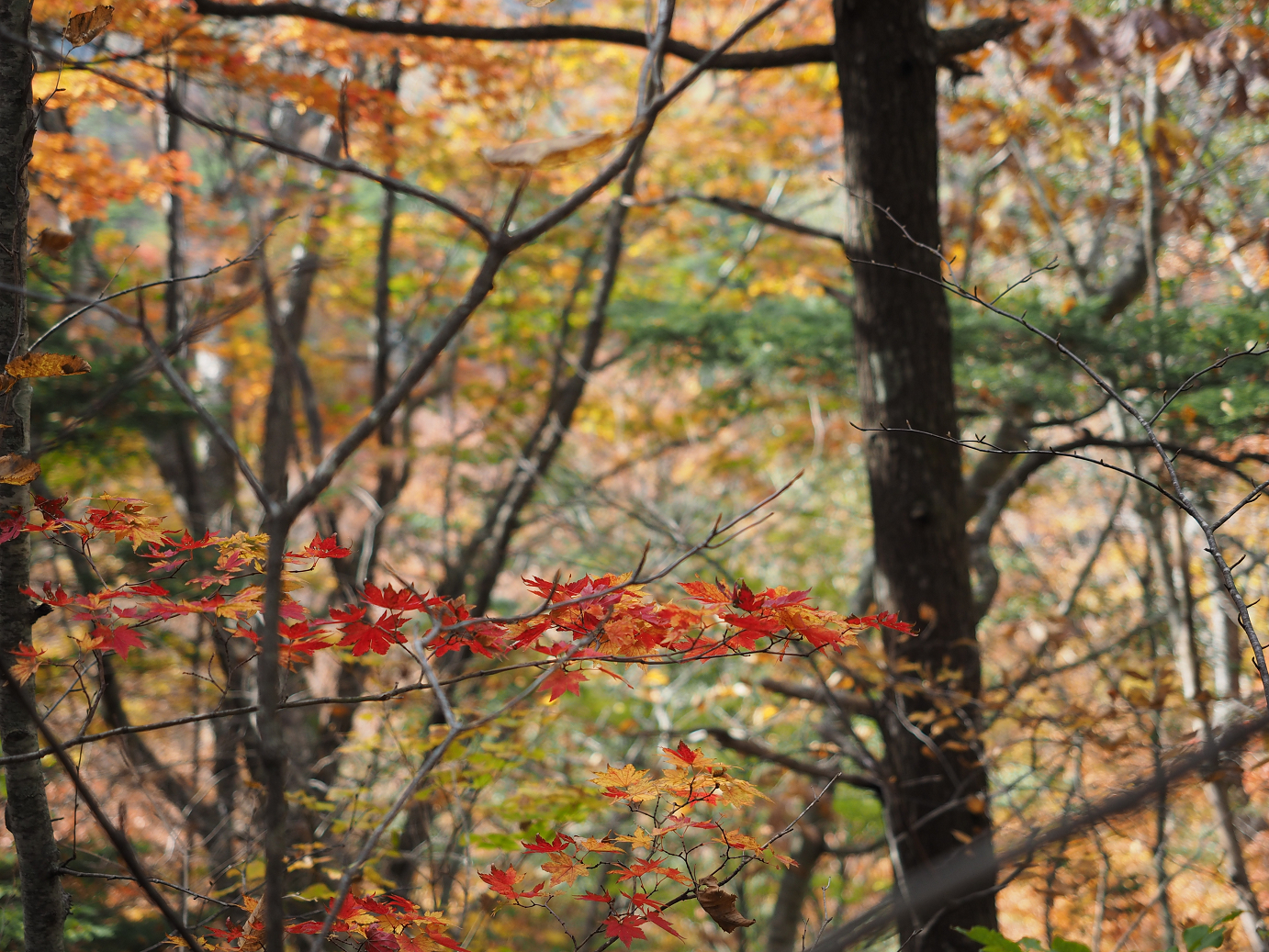 PA180823.jpg
