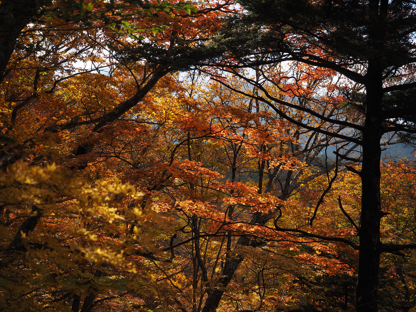 PA180834.jpg