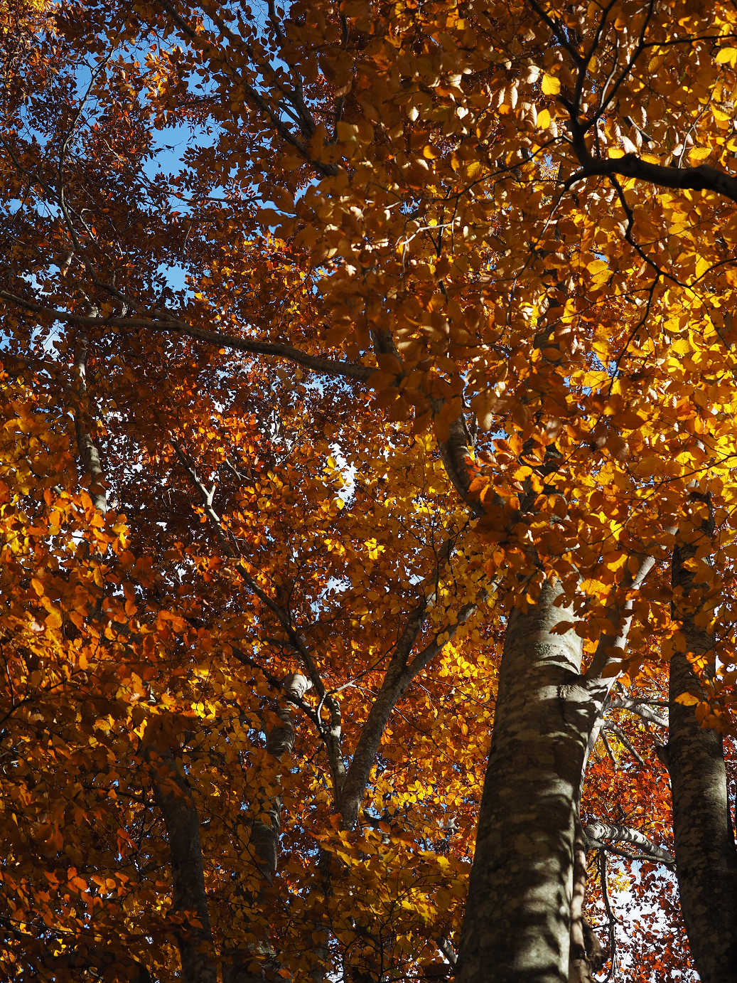 PA180870.jpg